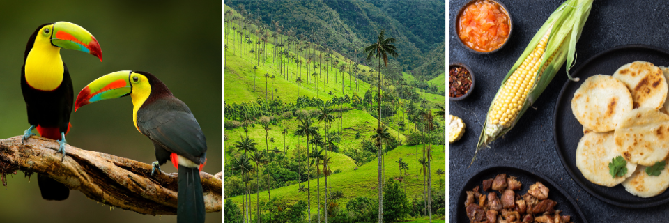 Aves, Valle y Gastronomía en Colombia